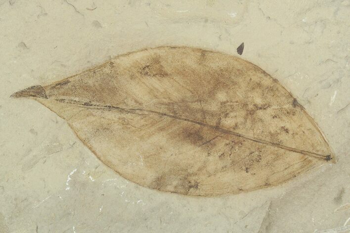 Fossil Coffeetree Leaf (Gymnocladus) - Utah #356121